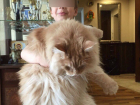 Волгоградцы продемонстрировали любимого кота весом 18 кг