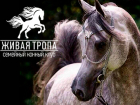 Адаптивная верховая езда, конные пробеги, горнолыжный спорт. Заходи в справочник