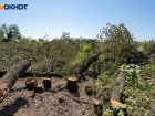 В Волгоградской области власти самовольно вырубают деревья