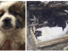 8 маленьких щенков умирают от голода рядом с мертвой мамой в Волгограде
