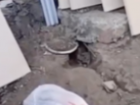 Крысы вырыли норы и обустроились на юге Волгограда – видео 