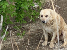 Волгоградцев просят помочь собаке с перебитыми лапами, провалившейся в строительный ров