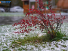 Снег вперемешку с дождем ждут в Волгограде
