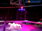 Белые тигры набросились на работника цирка в Волгограде