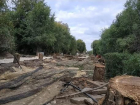 По приказу властей начато уничтожение аллеи на центральной набережной Волгограда