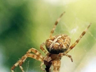 ﻿ В природном парке «Нижнехоперский» посчитали пауков