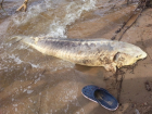 Волгоградец снял на видео гигантскую мертвую белугу, вынесенную на берег Волги 