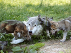 Охота на волка и шакала официально началась в Волгоградской области