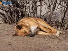 Сельского главу под Волгоградом оштрафовали за игнор обращений по поводу бездомных собак