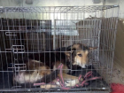 Чудом спасенного пса в Красноармейском, перенесшего инсульт, оставят жить в приюте