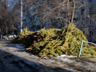В Волгограде устроили кладбище непроданных новогодних сосен