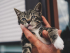 Закрыть долг и накормить 170 кошек пытаются в волгоградском приюте