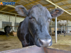 Их молоко опасно: страшный вирус нашли у коров под Волгоградом
