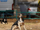 В Волгоградской области будут ловить бродячих собак