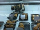 Волгоградцев возмутила кошка среди котлет и пирожков в супермаркете