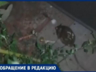 Крысы бегают вокруг магазина "Радеж" в Волгограде: очевидцы засняли на видео