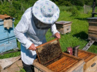 Пчеловод задержан под Волгоградом с крупной партией марихуаны