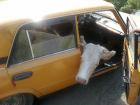 Безработные украли скот у фермера под Волгоградом 