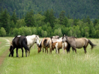 Отбивали от табуна: похитителей 68 лошадей задержали в Волгоградской области