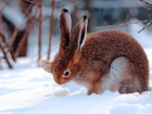 Второй убитый заяц стал роковым для жителя Волгоградской области