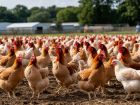Волгоградскую птицефабрику оштрафовали на 400 тысяч