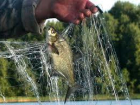 Под Волгоградом осудят браконьера за ловлю рыбы 70-метровой сетью