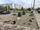 «Животные скончались в страшных муках»: в Волгоградской области убили стаю собак