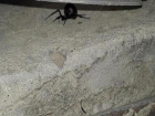 Нашествие ядовитых пауков в Волгограде продолжается: еще один каракурт был обнаружен на территории частного дома