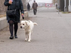 Волгоградцев хотят наказывать за плохое содержание домашних животных
