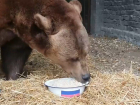 Волгоградский медведь сделал ставку на исход футбольного матча Россия-Куба