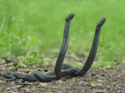 В Волгоградской области 36-летнего мужчину укусила ядовитая змея