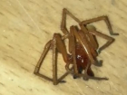 Ядовитого паука сак сняли на видео в жилом доме на западе Волгограда 