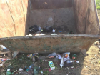 Бездействием УК объяснил волгоградский регоператор скопление мусора под баками 