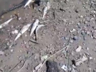 Эксперт объяснил массовую гибель рыбы, которую связывают с травлей мошки в Волгограде