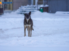 В Волгограде открыто поддержали узаконенную эвтаназию собак