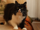 Волгоградских кошек спасли от опасного корма