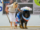 В центральном парке Волгограда пройдет собачий фестиваль 