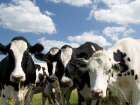 В Волгоградской области 62 коровы заразились бруцеллезом