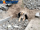 Сердце разрывается: милых щенков нашли в трубе в Волгограде
