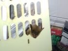 Волгоградцы спасли из вытяжки застрявшую летучую мышь