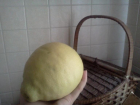 Как ухаживать за лимонами и мандаринами в горшках, рассказала волгоградский агроном