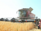 Рухнули закупочные цены на зерно в Волгоградской области
