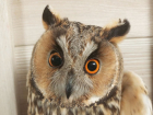 В Волгограде спасают пострадавших от фейерверков двух ушастых сов