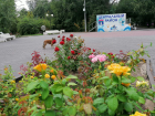 Позорные клумбы с сорняками лишили Волгоград статуса города цветущих роз и сирени