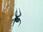 Смертельно ядовитый паук каракурт атакует квартиры волгоградцев