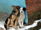Поедание собак в Волгограде - не единичный случай, а настоящий бизнес, - Анжела Макарова