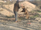 Спасенный от «гурманов» Дагестана медвежонок Бурушка переехал в Волгоград