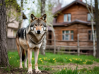 Волки снова вышли к людям в Волгоградской области 