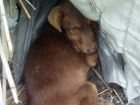 Живодеры в упор расстреляли маленького щенка в Волгограде