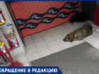 Мужчина с трудом отбился: бродячие собаки держат в страхе жителей Городища 